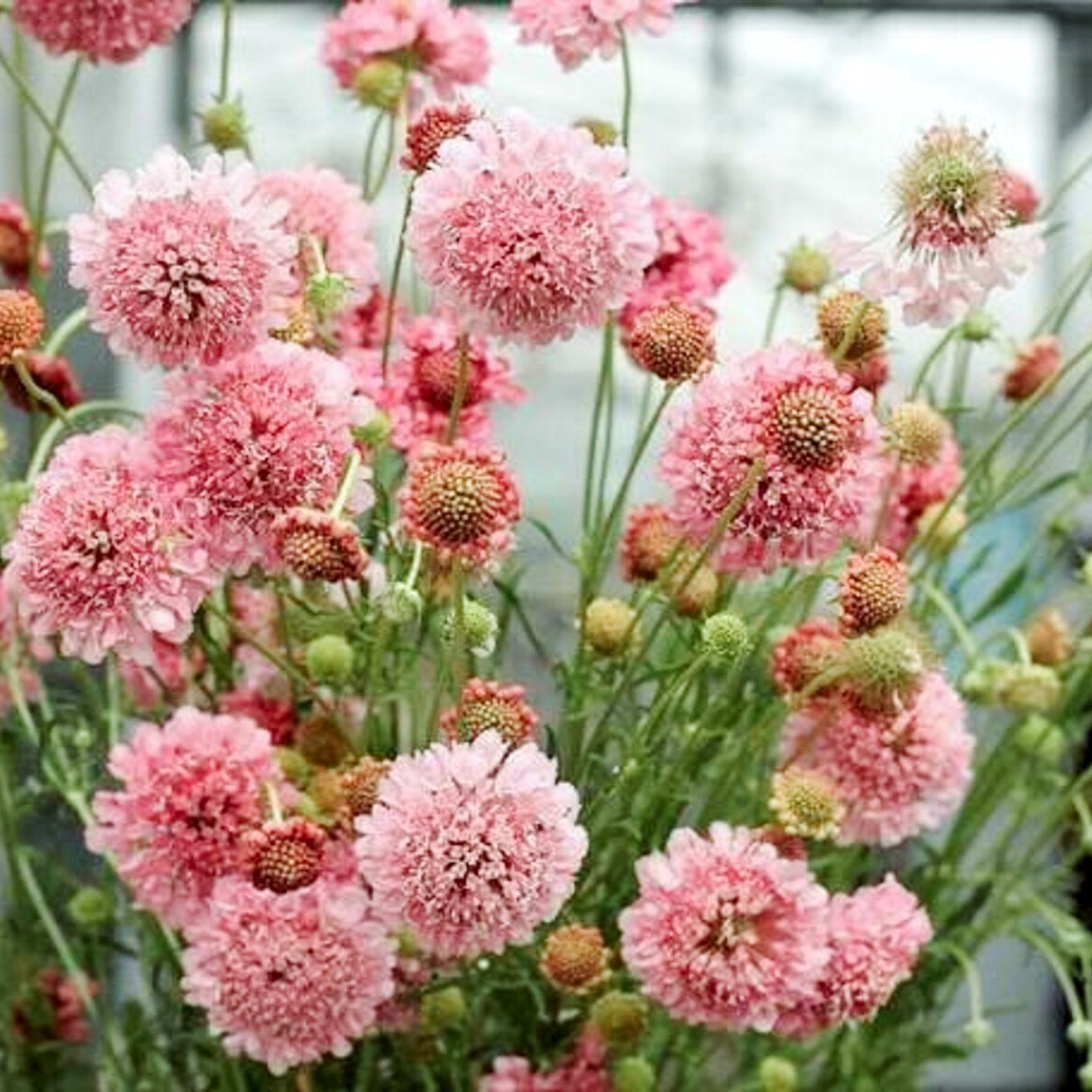 Blumensamen Skabiose Salmon Queen