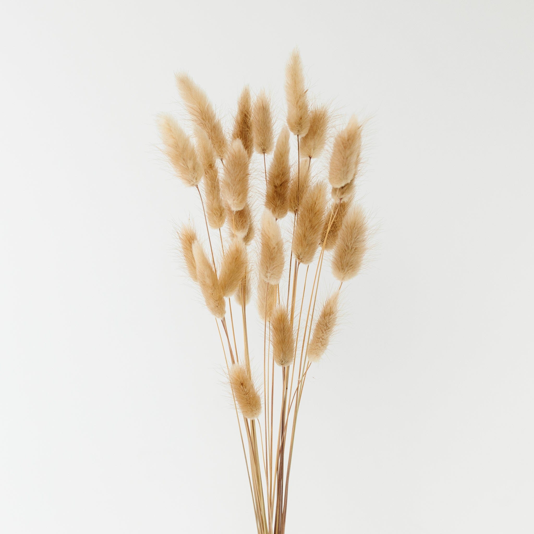 Lagurus Natur