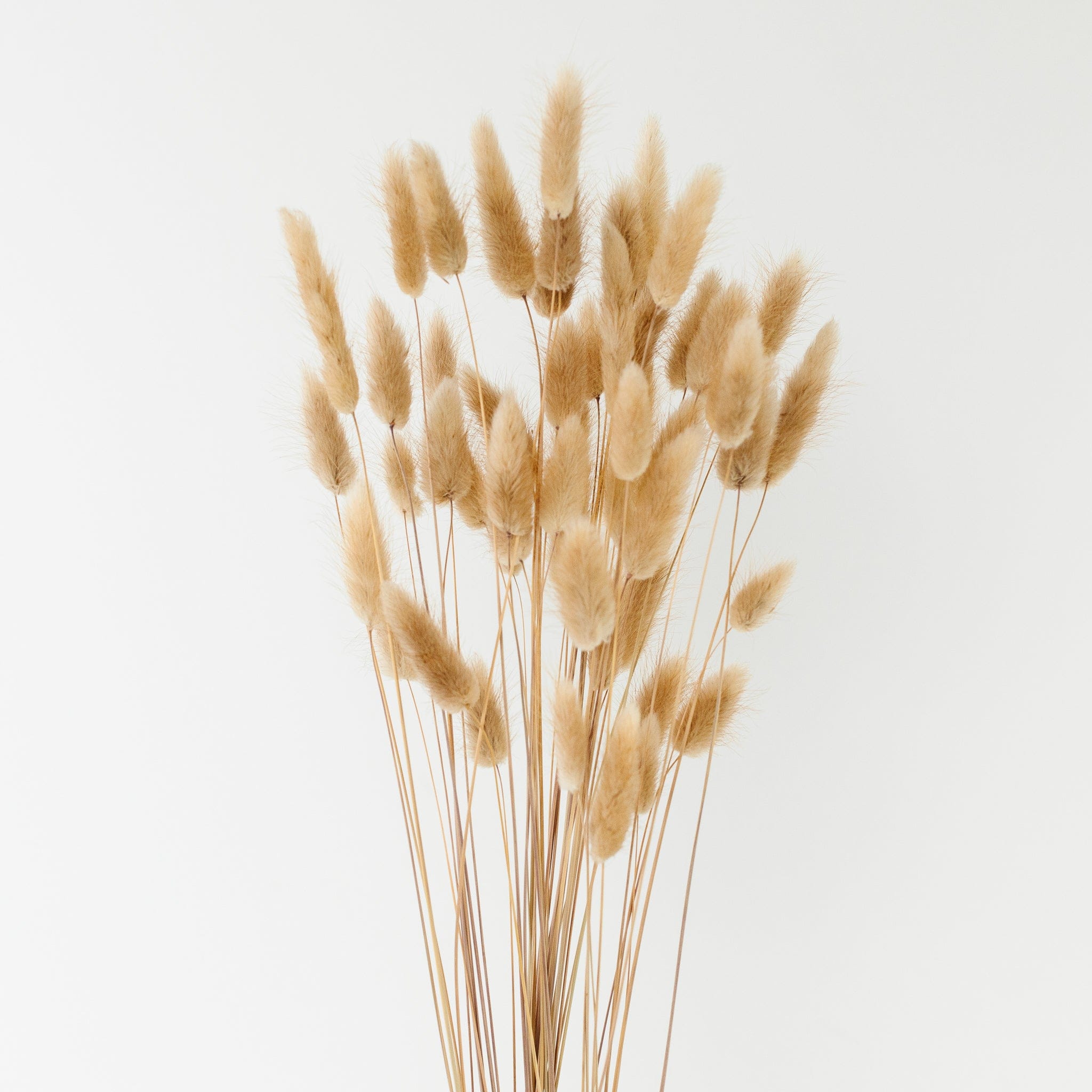 Lagurus Natur