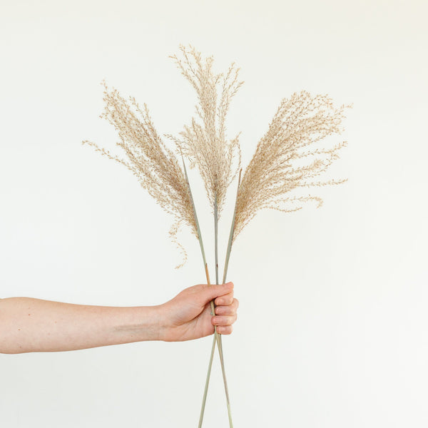 Pampasgras Miscanthus
