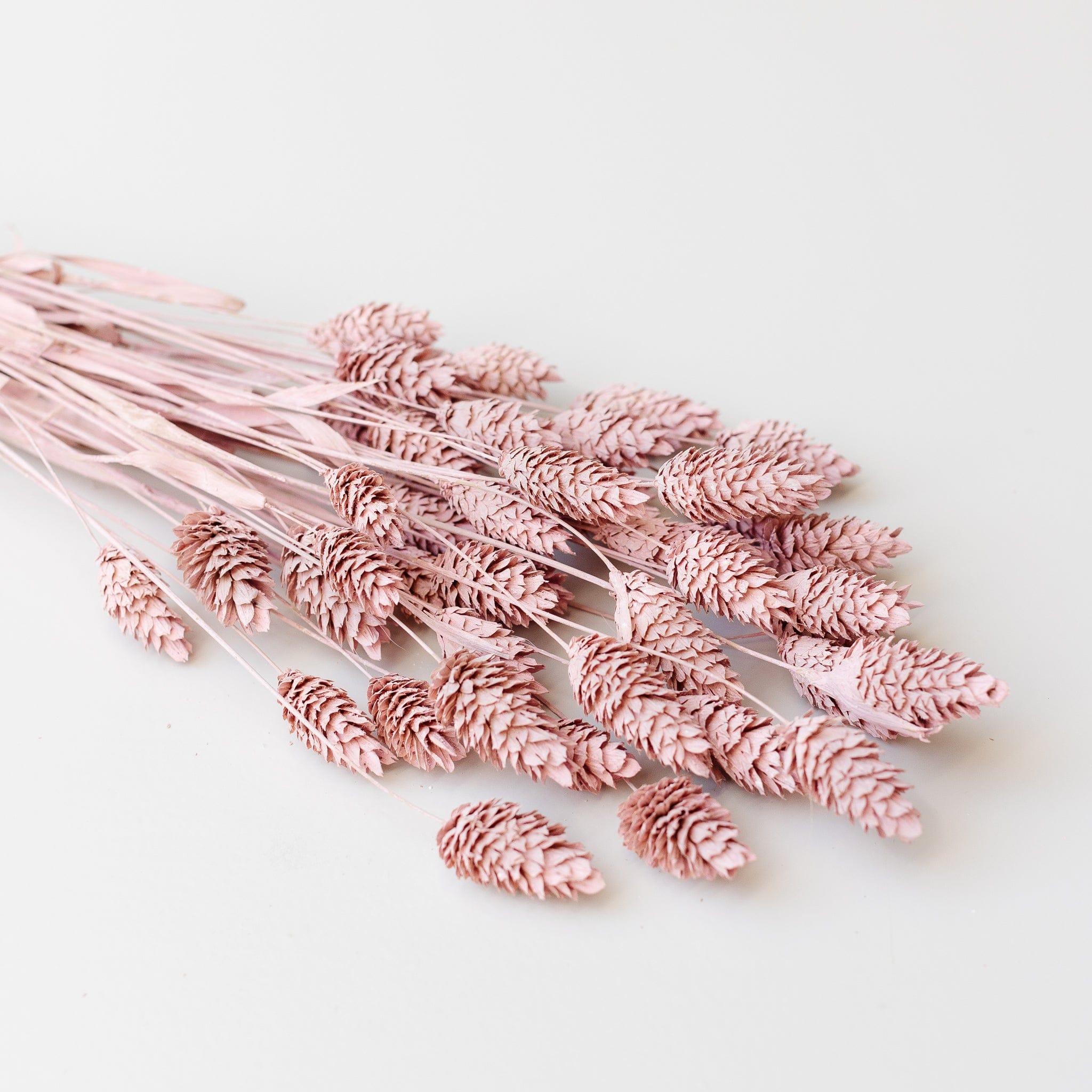 Phalaris - dusty pink