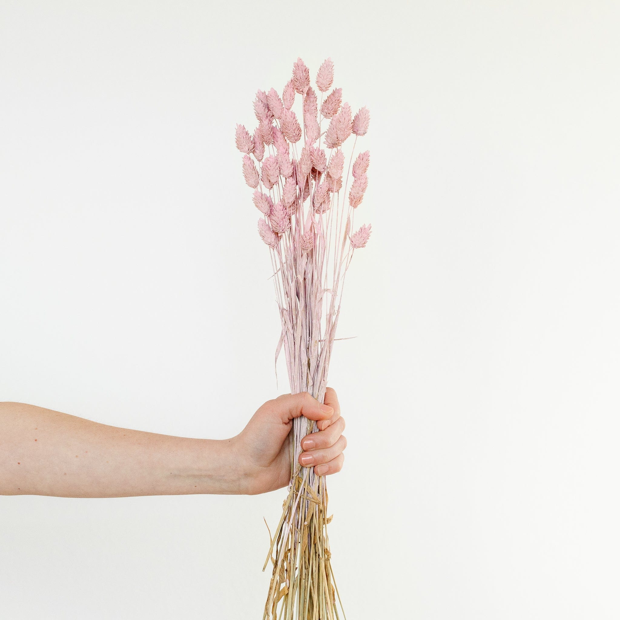 Phalaris - dusty pink