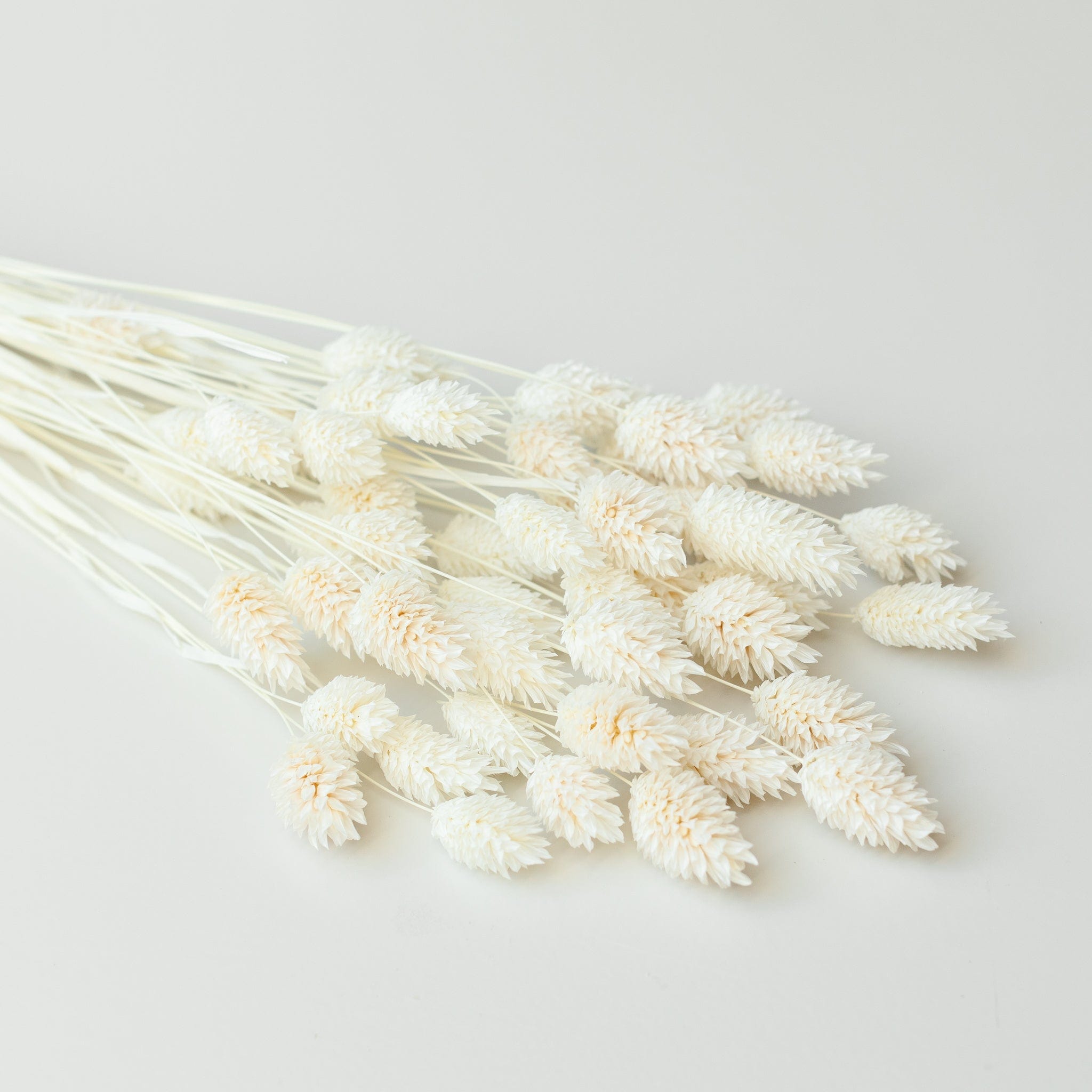 Phalaris Cremeweiß