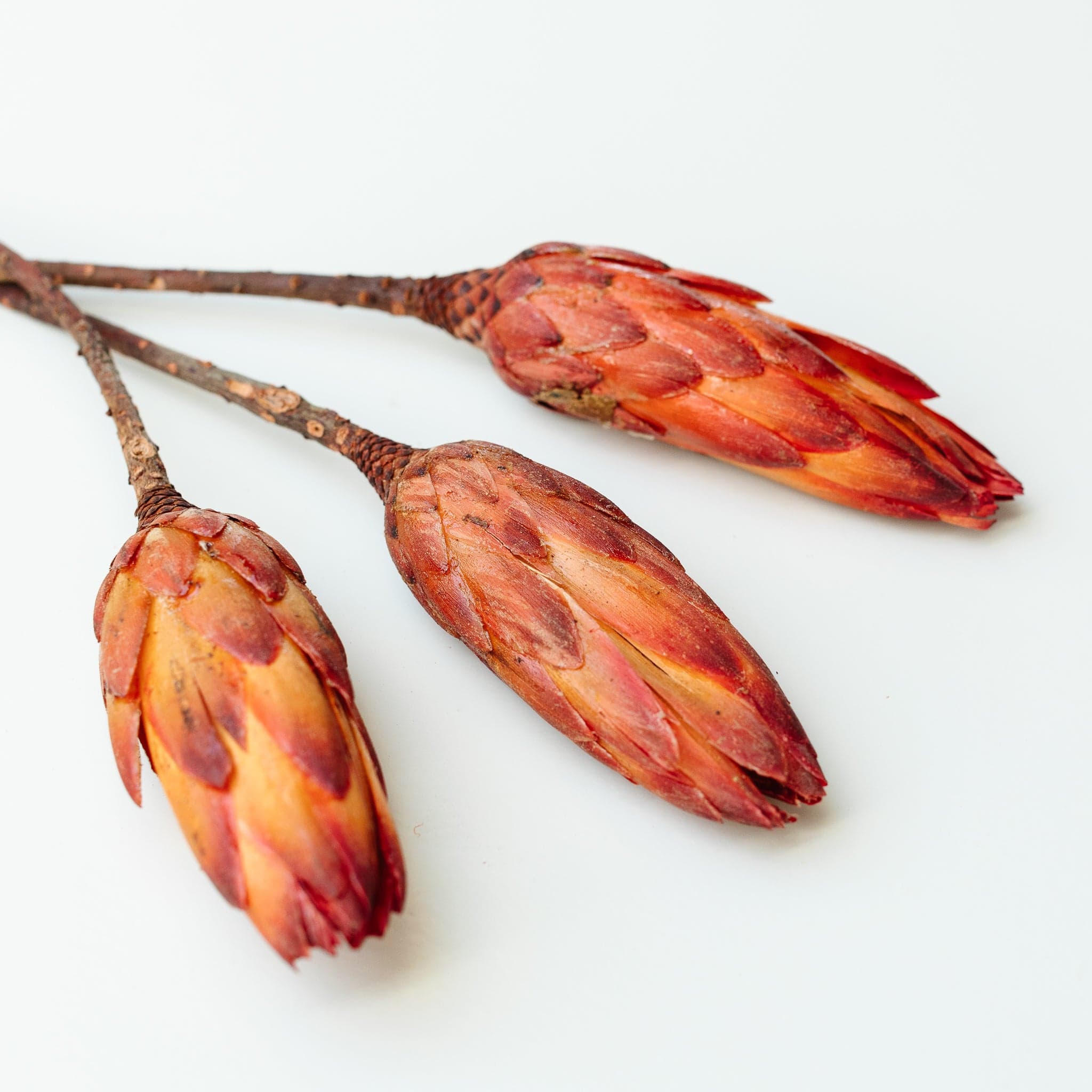 Protea pendula - rot orange