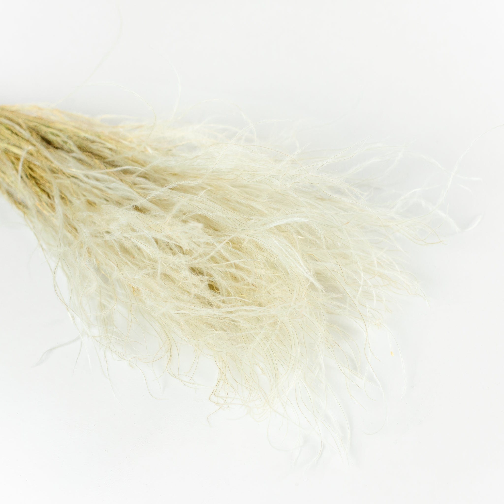 Stipa Federgras natur