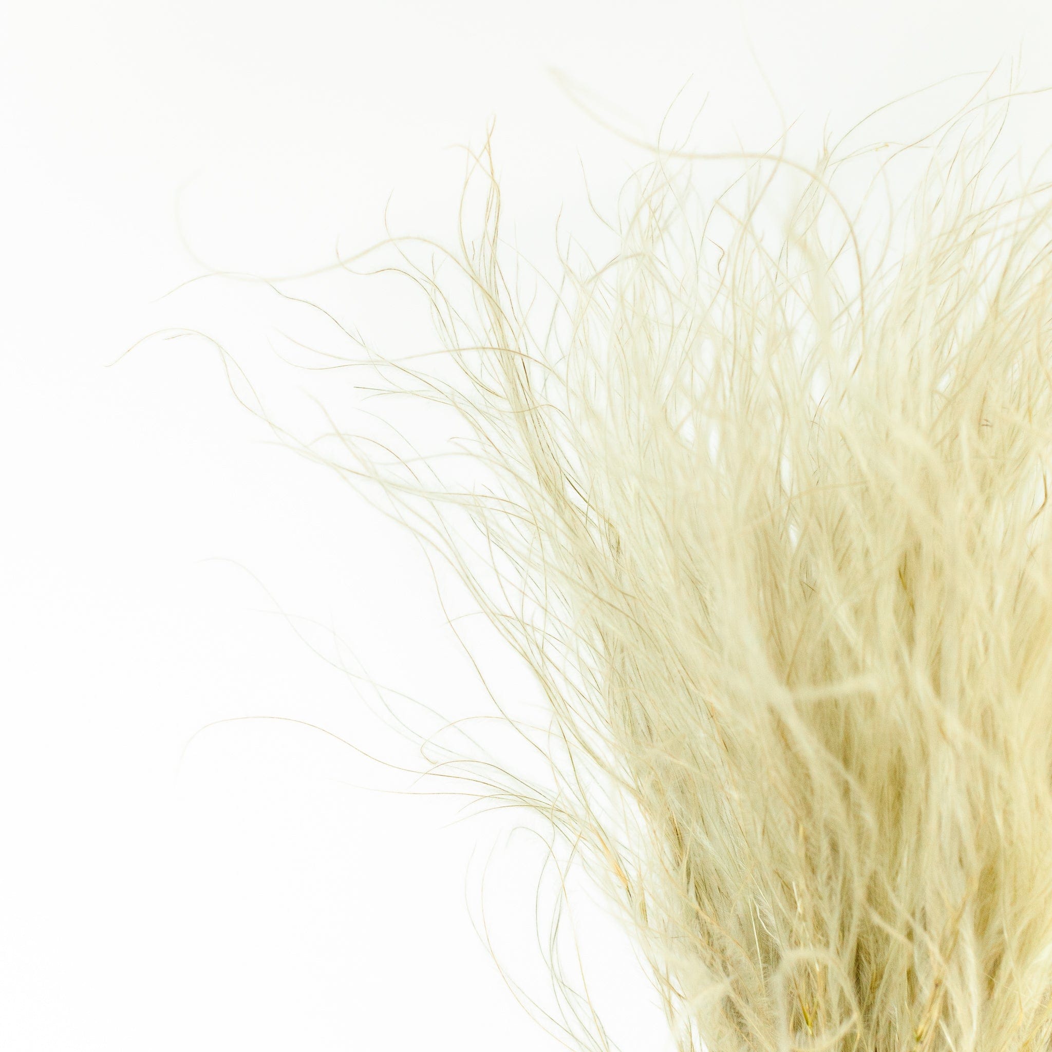 Stipa Federgras natur