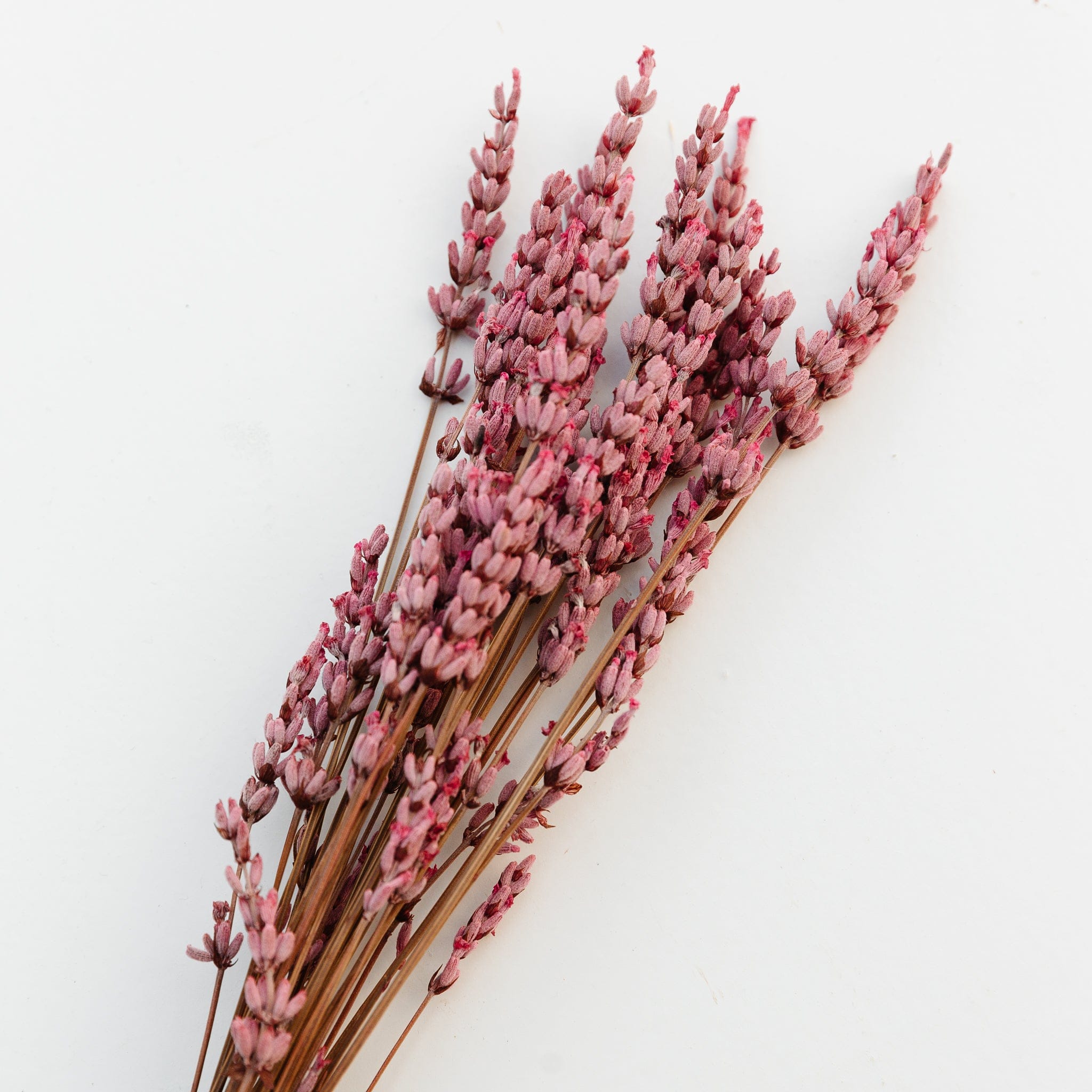 Lavendel - rosa