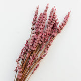 Lavendel rosa