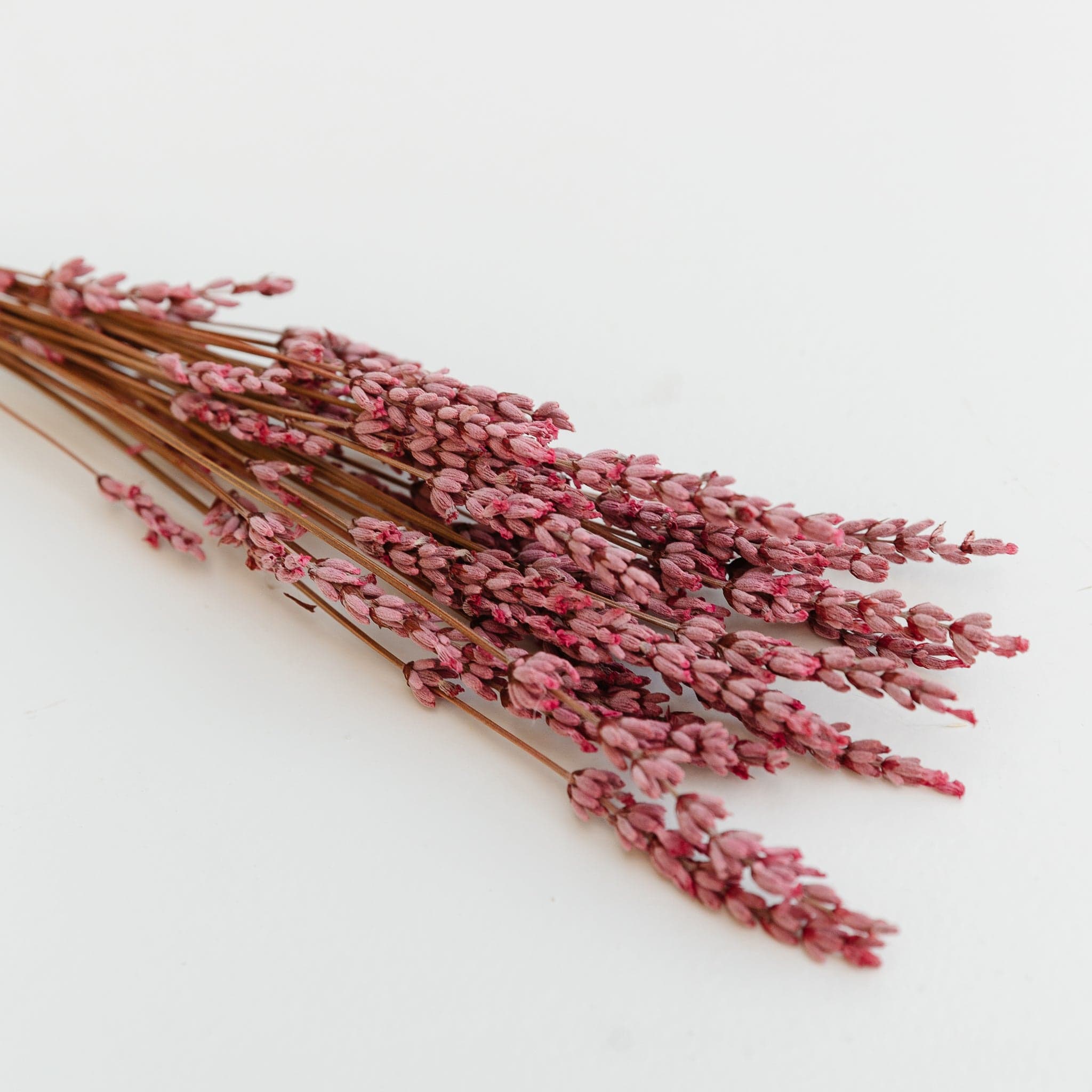 Lavendel - rosa