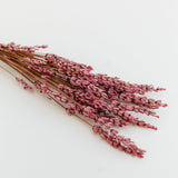 Lavendel rosa