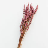 Lavendel rosa