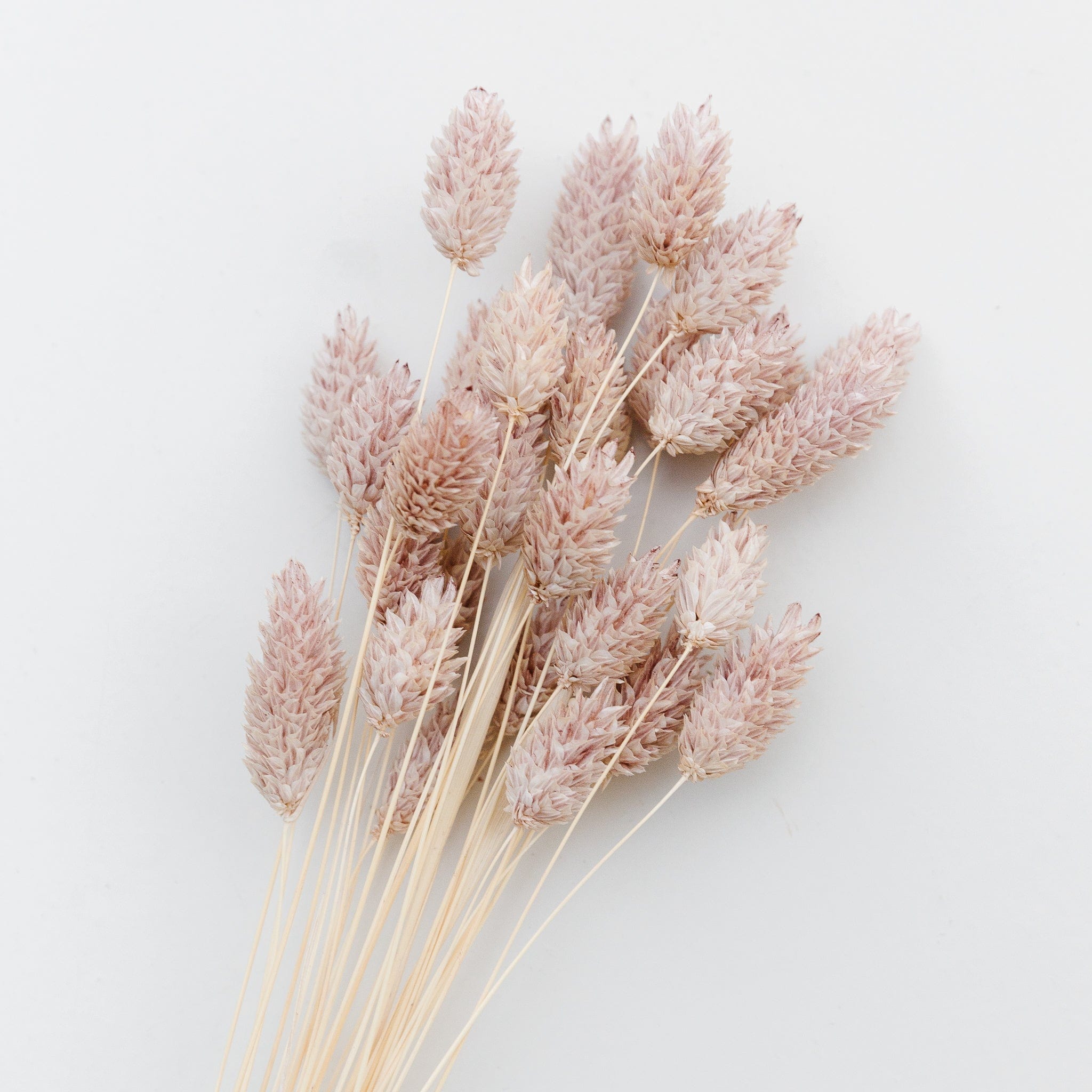 Phalaris - blush