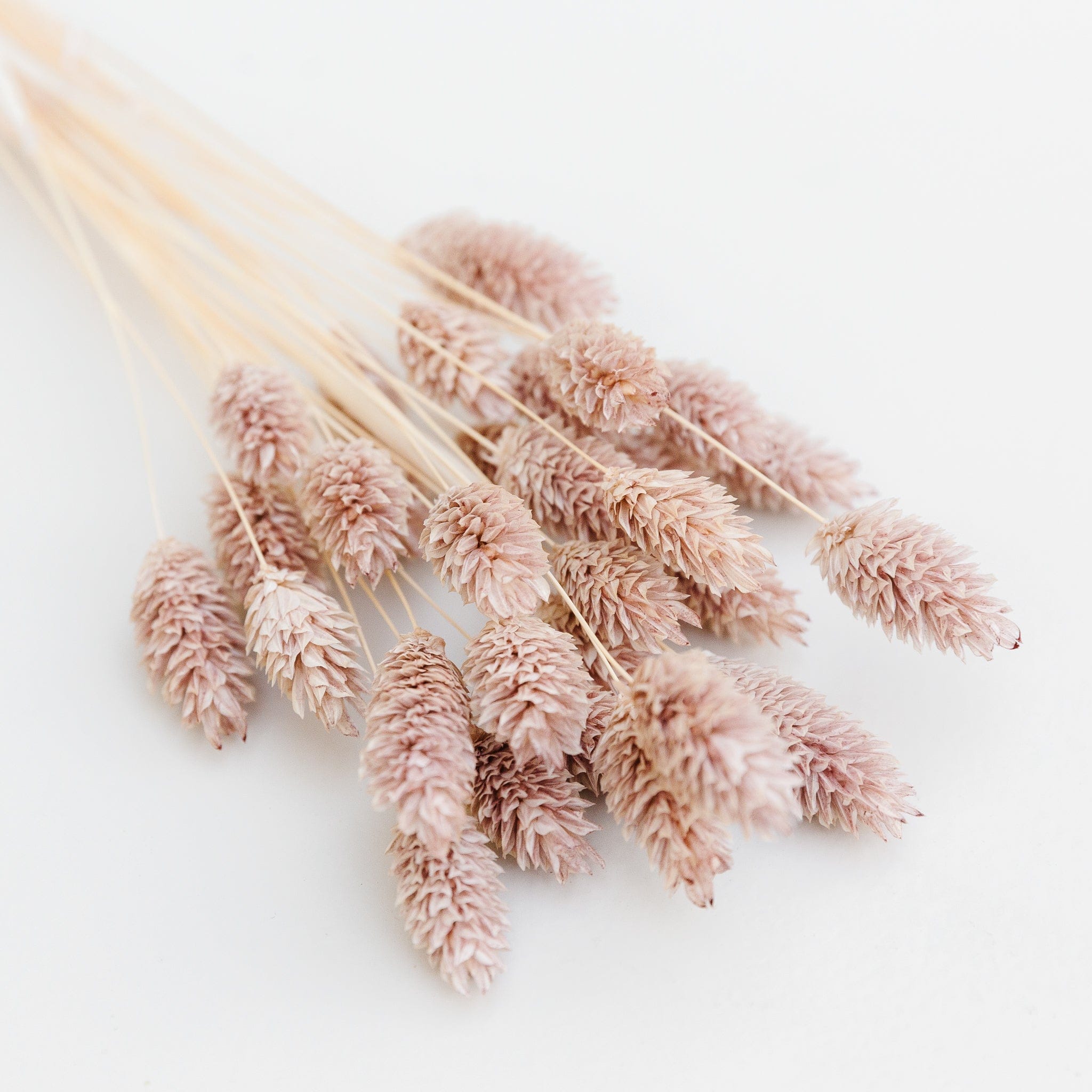 Phalaris Blush