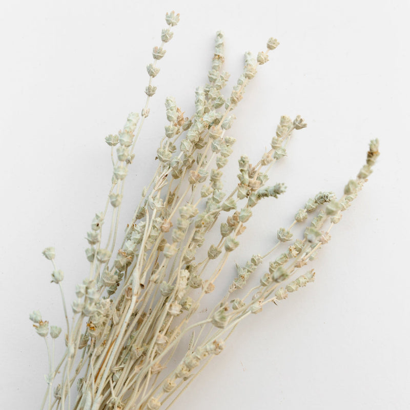 Lavendel salbeigrün