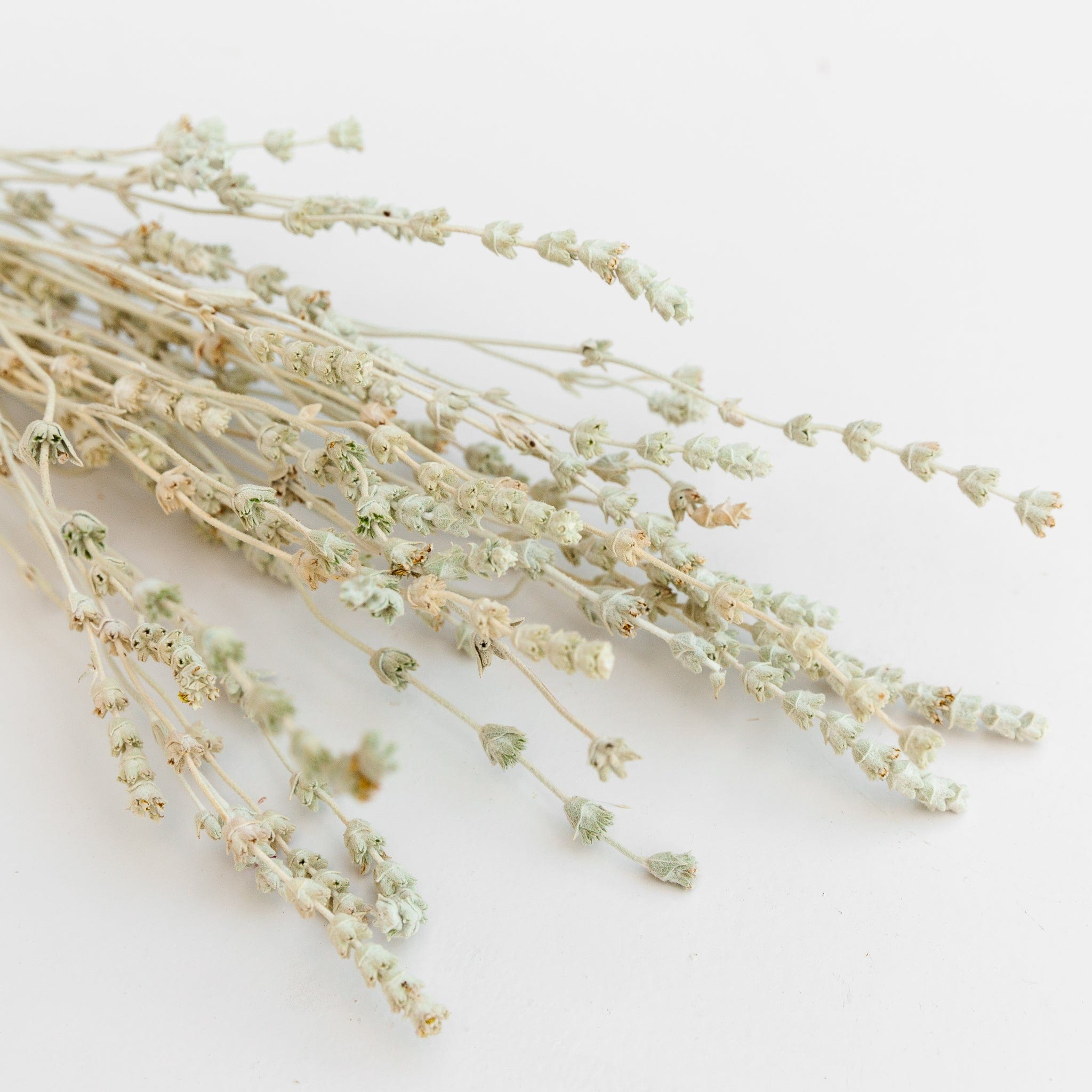 Lavendel salbeigrün