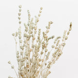 Lavendel salbeigrün