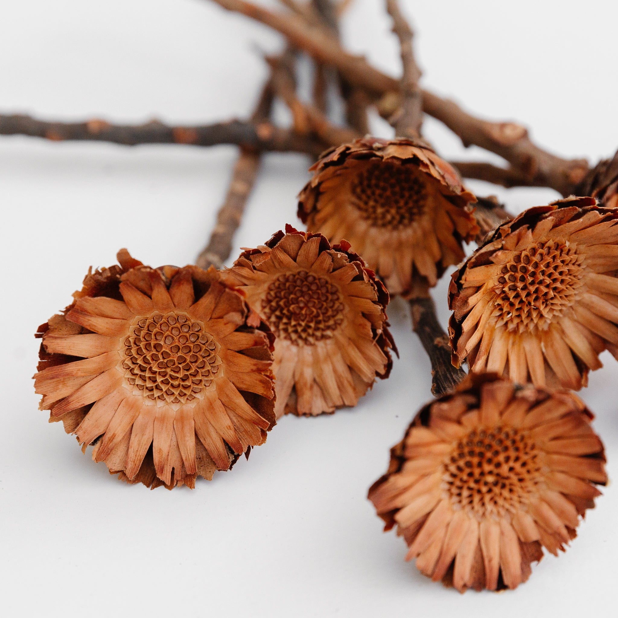 Protea compacta - 5er Bund
