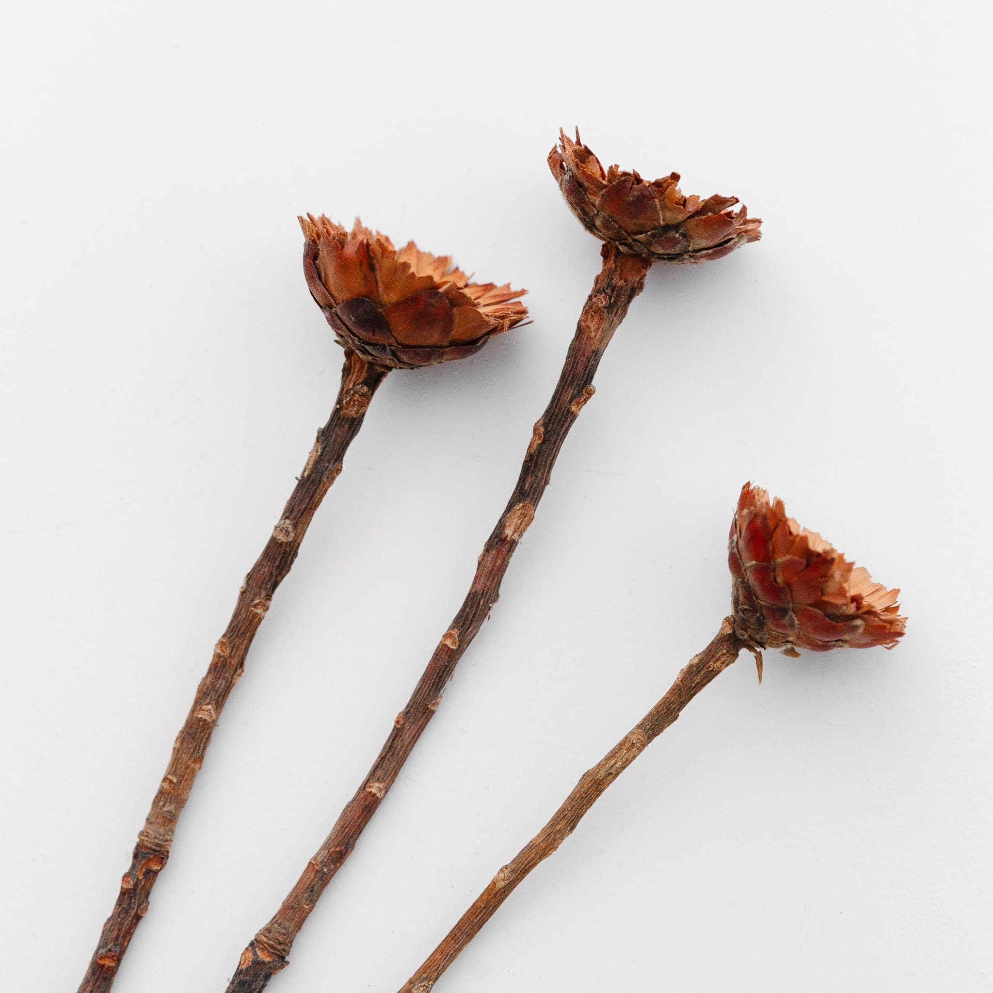 Protea compacta - 5er Bund
